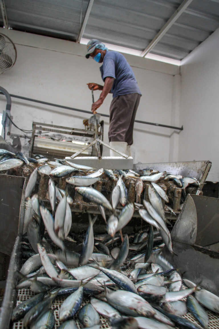 Sardina, una opción nutritiva y accesible para consumir en cuaresma