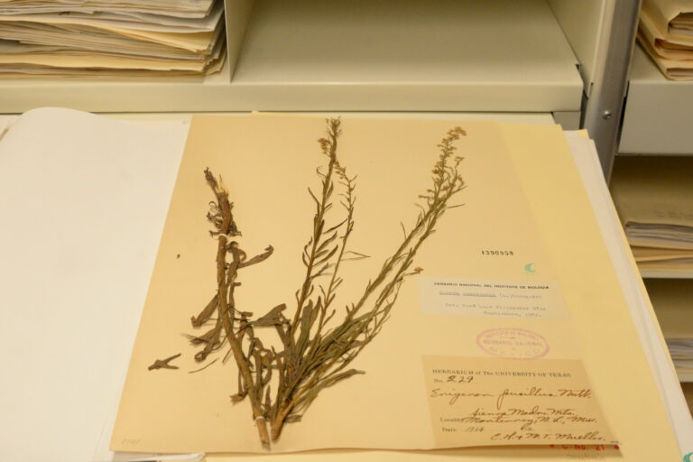 En México convive siete por ciento de las especies de plantas vasculares del mundo