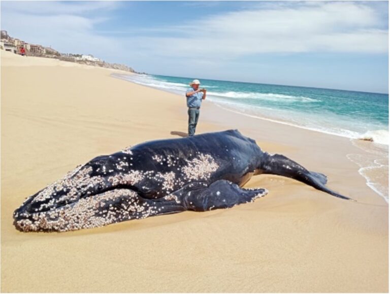 La Profepa en Baja California Sur investiga la muerte de una cría de ballena jorobada en Cabo San Lucas.
