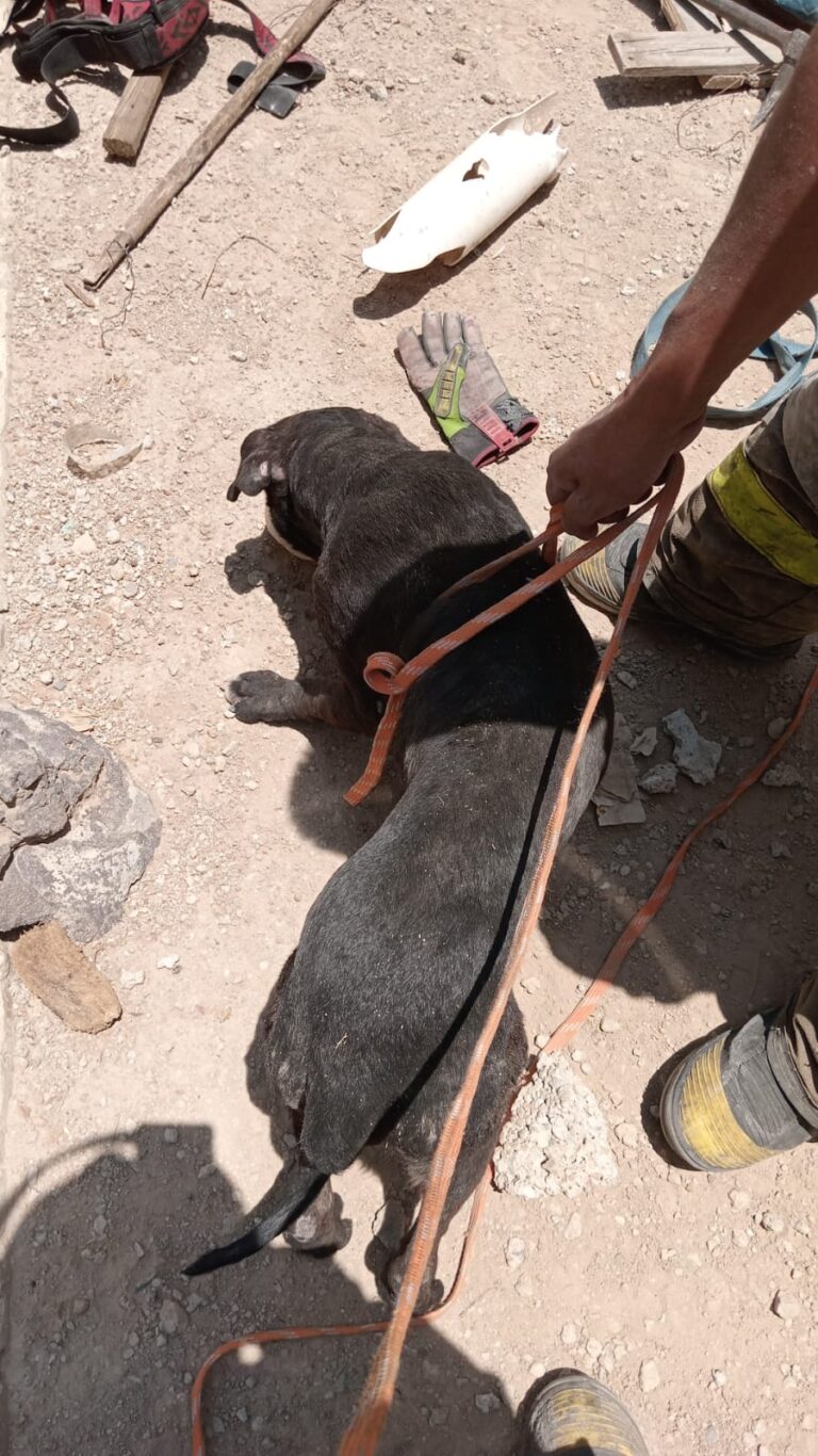 Rescatan a canino atrapado entre dos bardas