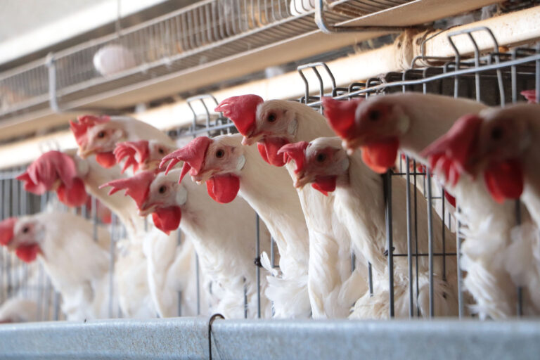 Crece más de 2.0 por ciento producción pecuaria nacional al cierre de 2022