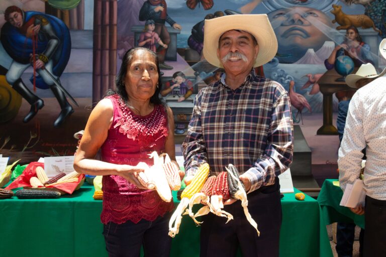 Incentiva Agricultura cultivo de maíces nativos para garantizar calidad, preservación y beneficios económicos al productor