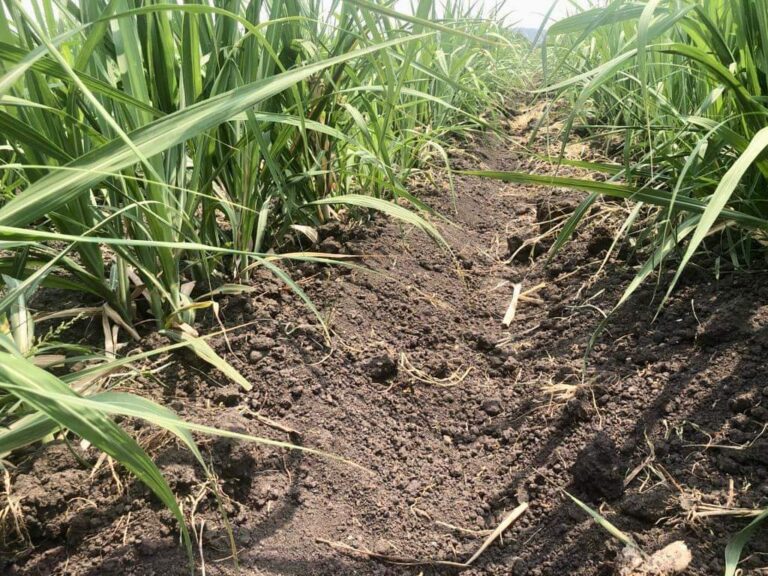 Impulsan masificación de bionsumos en campo cañero de México