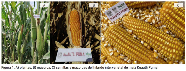 Crean maíz puma para avanzar hacia la autosuficiencia