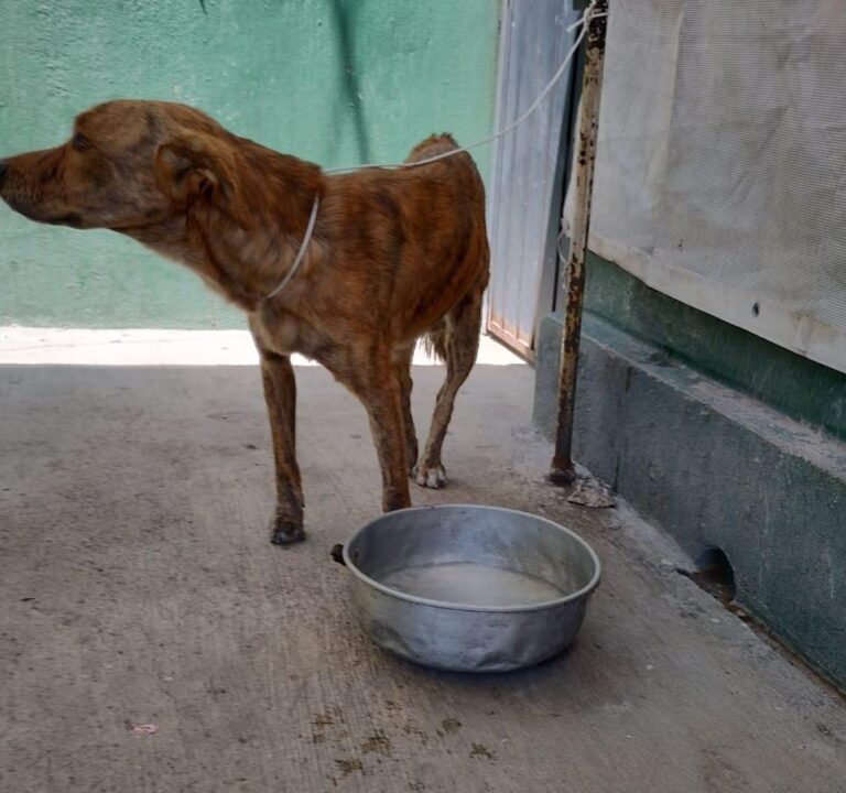 Proponen aumentar sanciones penales para quien maltrate animales en situación de abandono o de calle