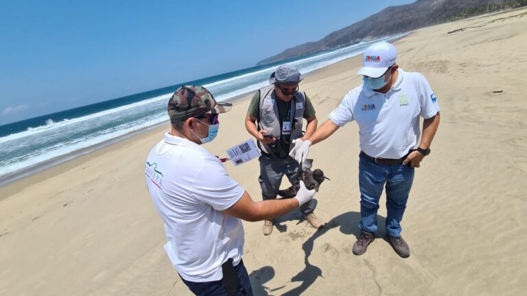 La Profepa continúa trabajando para identificar las causas de la mortandad de aves en Playa Blanca, Zihuatanejo de Azueta