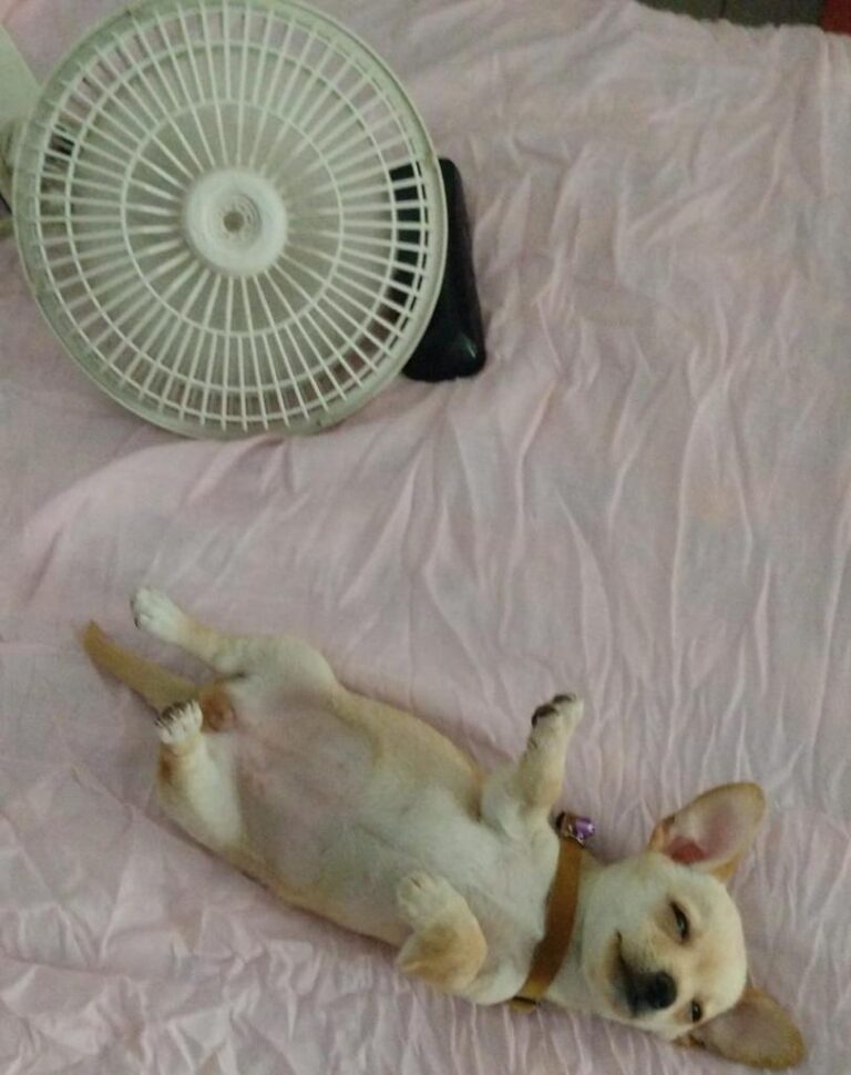 Ante las altas temperaturas en Tecámac se debe continuar con las medidas preventivas para evitar daños a la salud