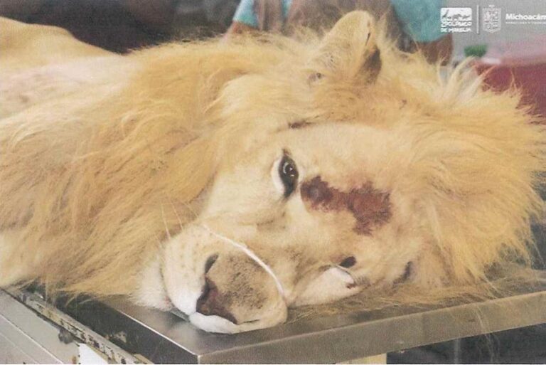 León Blanco tras ser maltrado recibe tratamiento al ser asegurado por la Profepa