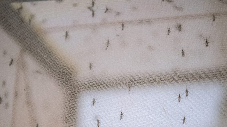 EUA alerta de primeros casos locales de malaria en 20 años