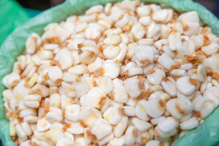 Crecerá en más de dos millones de toneladas la producción nacional de maíz grano en 2023: Agricultura