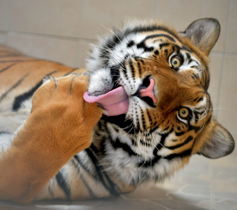 Adopta Ecatepec tigre de bengala, dueño lo dona al Parque Ecológico Ehécatl