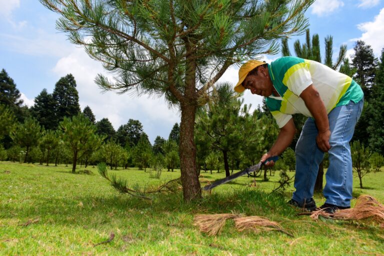 Recuperan en Edoméx zonas boscosas a través de acciones de reforestación