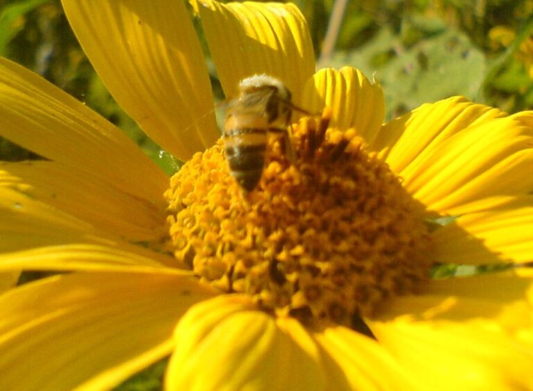 Con apoyo de expertos, promueve Agricultura acciones para preservar a las abejas, principales polinizadoras de la agricultura nacional