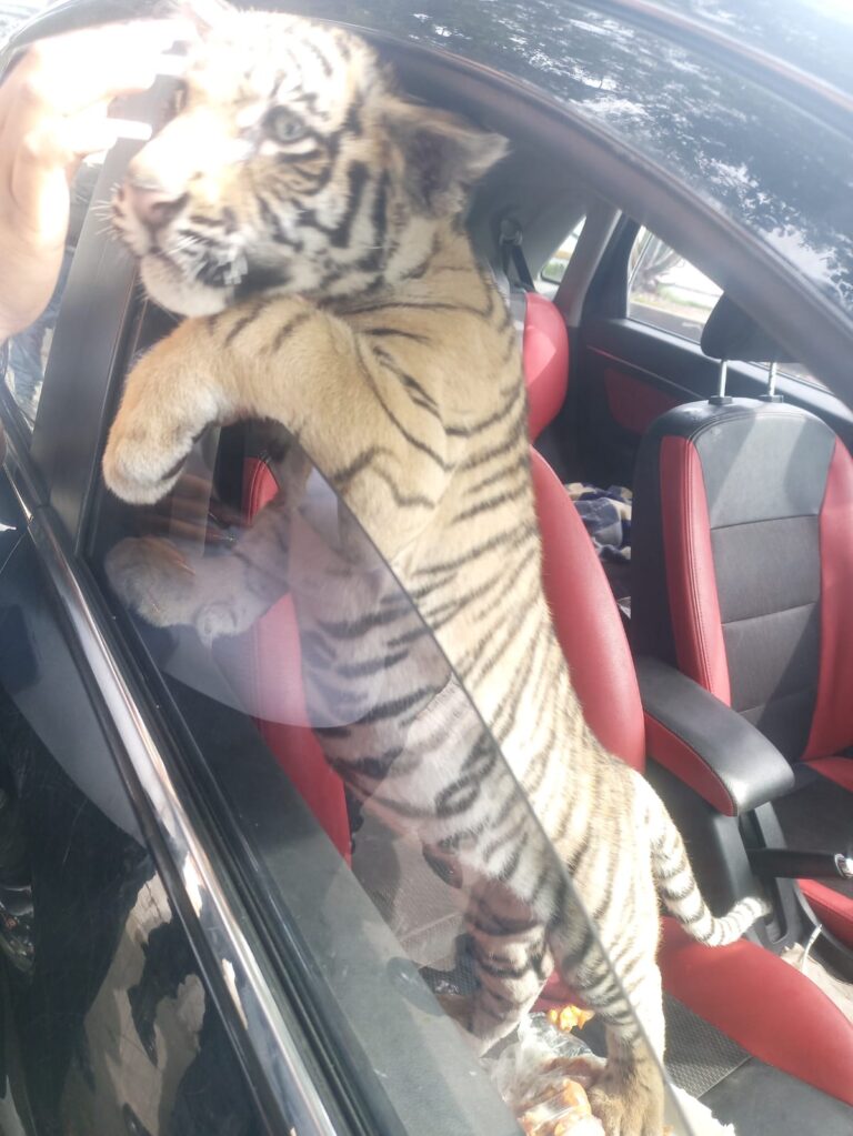 Detienen a sujeto que transportaba un tigre de bengala en su automóvil en Nezahualcóyotl