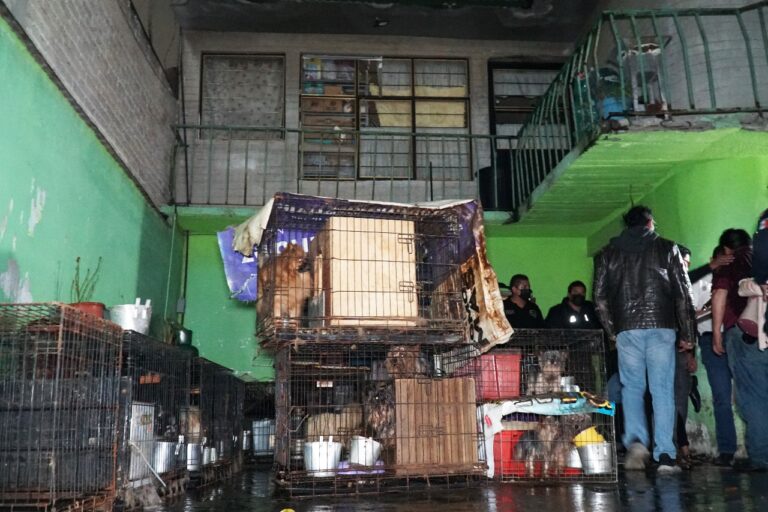 Ecatepec rescata 31 perros de un criadero clandestino