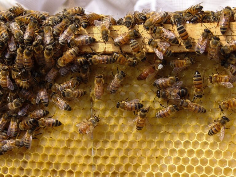 Crece sector primario nacional y aumentan exportaciones agropecuarias a mitad de año