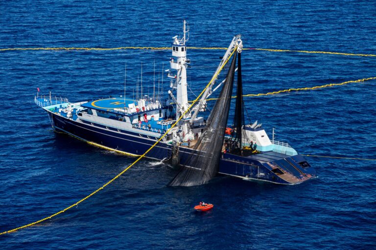 Publica Agricultura volumen de captura de atún aleta azul en el océano Pacífico