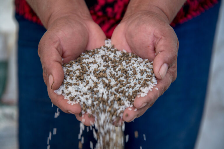 Alcanza 84 por ciento la cobertura de fertilizante gratuito a productores de 29 entidades