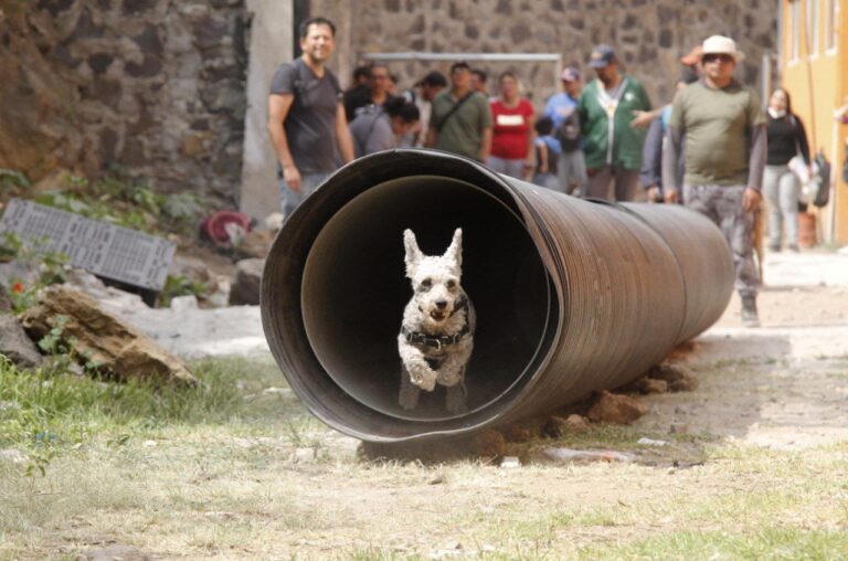 TLALPAN ALISTA SEGUNDA GRADUACIÓN DE PERROS RESCATISTAS