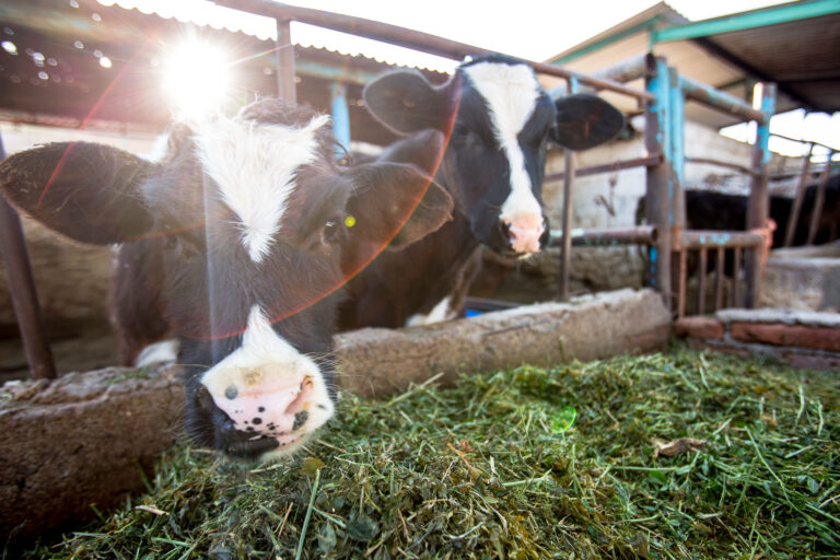 Sector pecuario, aliado en la lucha contra los efectos del cambio climático: Agricultura