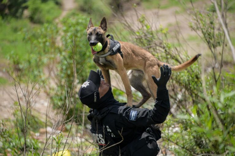 PROFESIONALIZAN LA UNIDAD K-9 DE ATIZAPÁN DE ZARAGOZA; FORMAN EN LA POLICÍA A CAN PARA LOCALIZAR A PERSONAS SIN VIDA