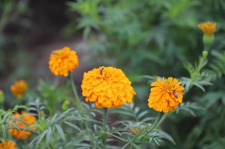 Pueblos Originarios de Tecámac Conservan la Tradición de Sembrar la Flor de Cempasúchil