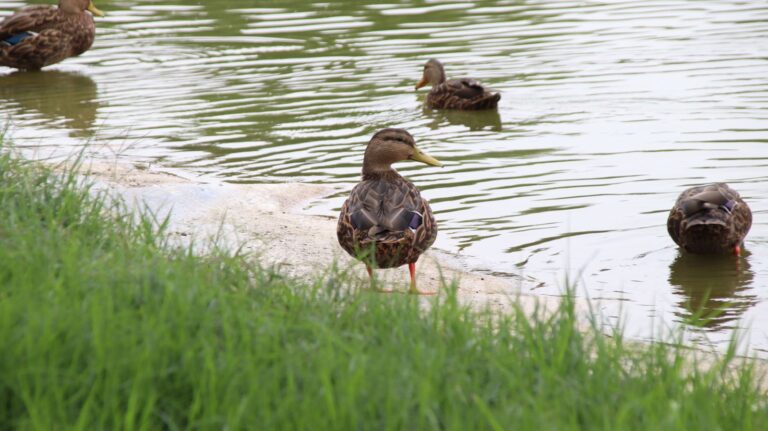 No provoca la muerte de fauna el agua de la Presa de Guadalupe y del Parque Espejo de los Lirios