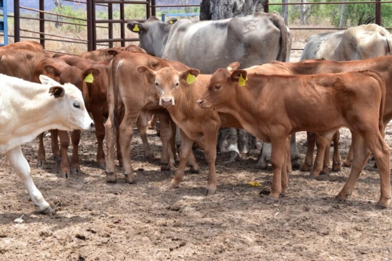 Reporta Agricultura crecimiento de 10 por ciento exportación de ganado bovino mexicano a Estados Unidos