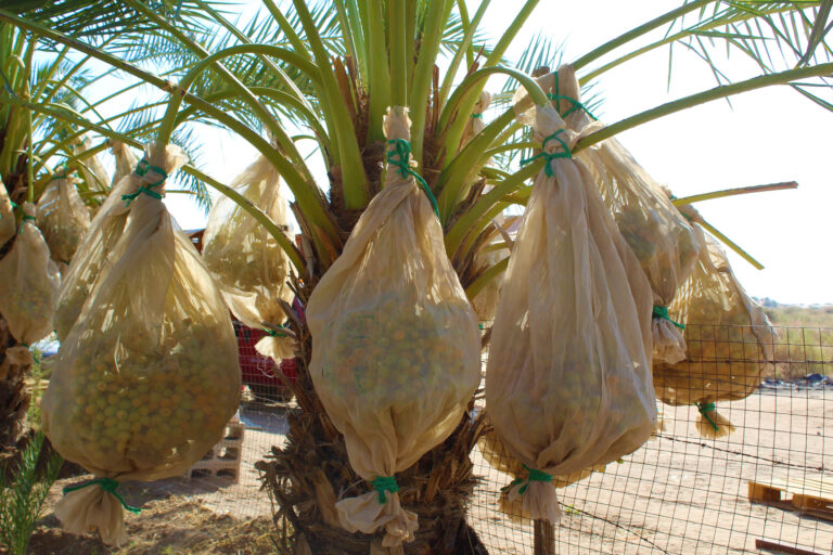 Inicia Segundo Festival Internacional de Palma Datilera México 2023 para promocionar su cultivo y comercialización