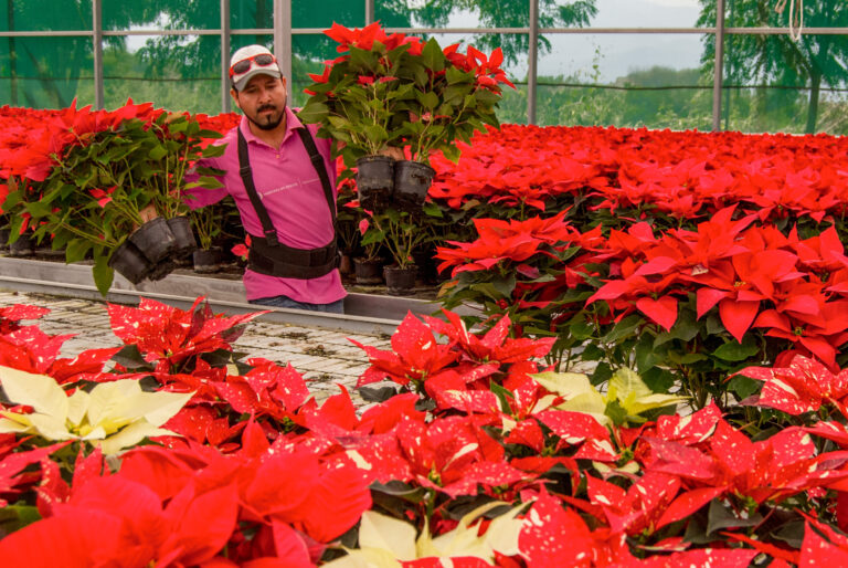 Alistan floricultores cosecha de Nochebuena para cubrir próxima demanda nacional: Agricultura