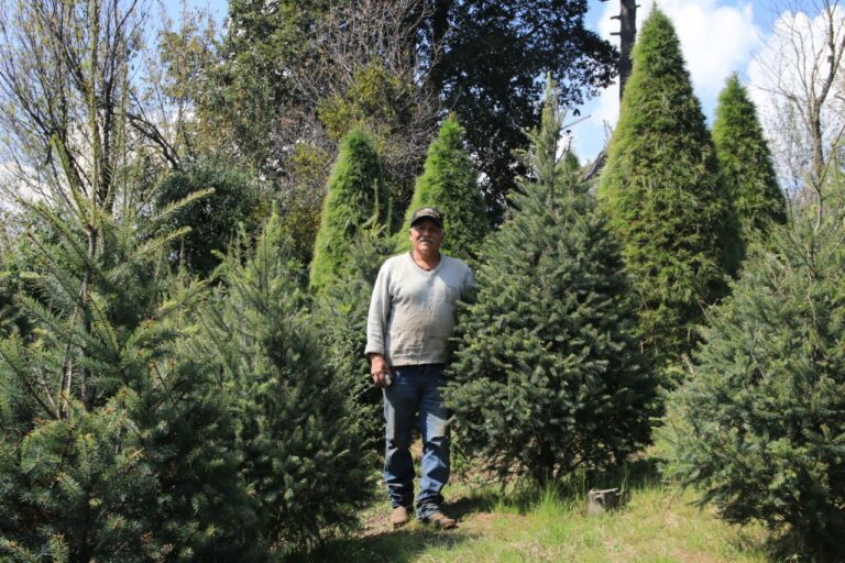 Tlalpan listo para venta de árboles de navidad y flor de nochebuena