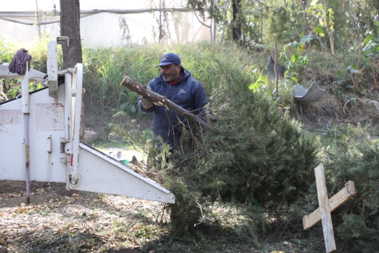 Inicia campaña de recolección de árboles de navidad en Naucalpan