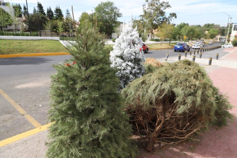 Recolectan más de mil 200 árboles de navidad en Tecámac