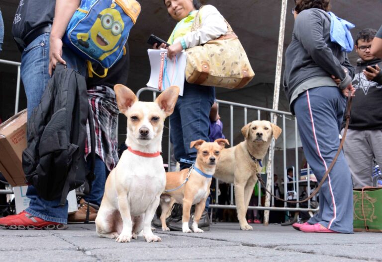 Convocan en Nezahualcóyotl para participar en la primera carrera más perrona