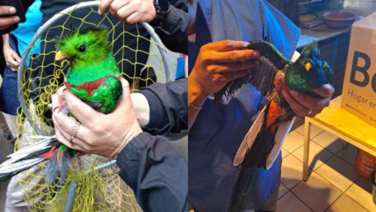 Rescatan a Quetzal en la colonia Santa María la Ribera de la Cuauhtémoc