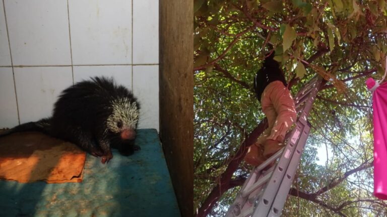 Rescatan a puercoespín atrapado en la copa de un árbol en la Venustiano Carranza