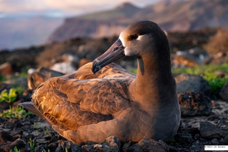 Regresa el primer albatros patas negras criado en la Reserva de la Biosfera Isla Guadalupe