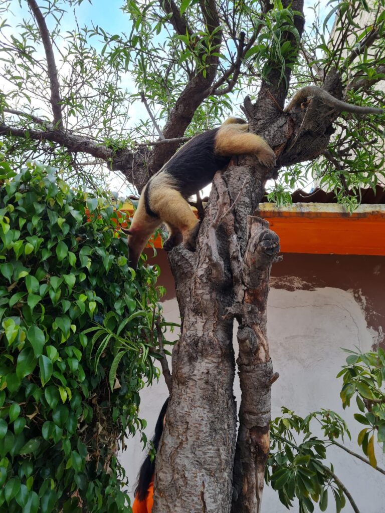Rescatan a oso hormiguero en un árbol en Nezahualcóyotl