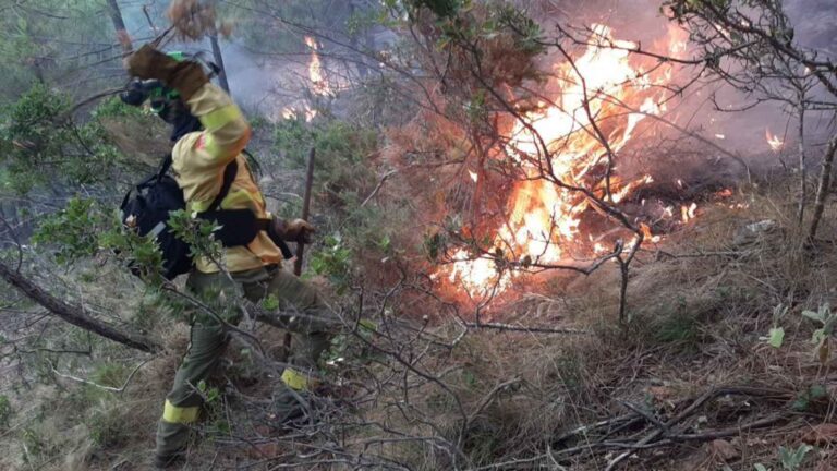 Investigan si incendios forestales son provocados, señala López Obrador