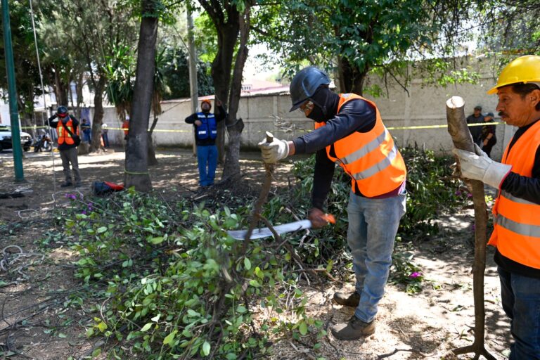 Intervendrán casi 5 mil árboles con plagas en Naucalpan