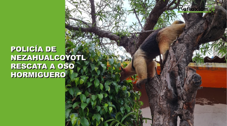 #Noticias#CápsulaR24#Hoy #ValleChalco #ClaraBrugada #SantiagoTaboada #Chertorivski #Naucalpan #OsoHormiguero