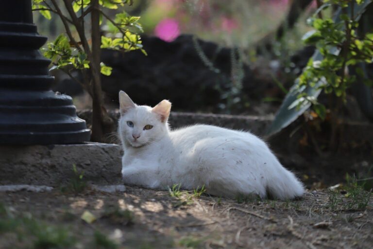 Alcaldía Tlalpan emite recomendaciones para evitar golpes de calor en perros y gatos