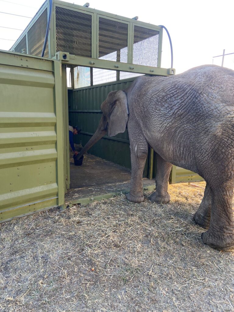 Inicia traslado de elefanta a su nuevo hogar en la CDMX