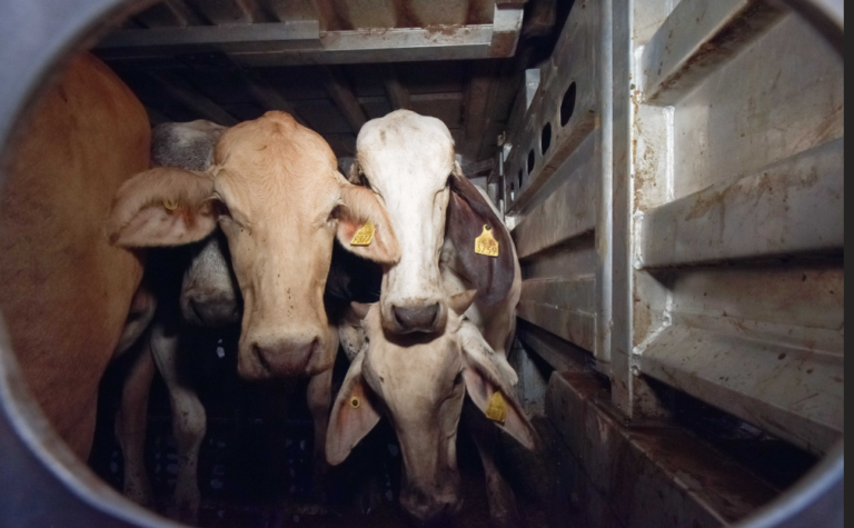 Adopta Agricultura medidas para prevenir influenza aviar en bovinos