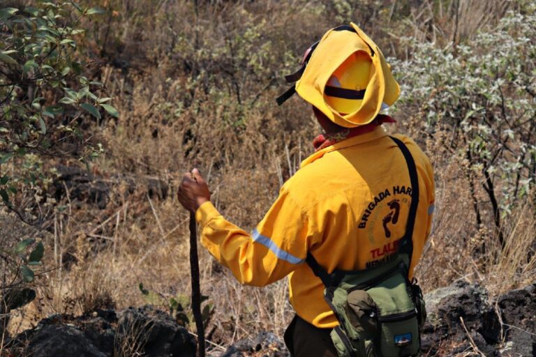 Tlalpan refuerza la prevención de incendios con trabajos de brechas corta fuegos