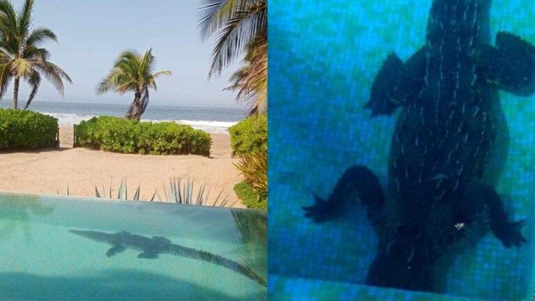 Sorprende cocodrilo dentro de la alberca de unas villas turísticas en Zihuatanejo