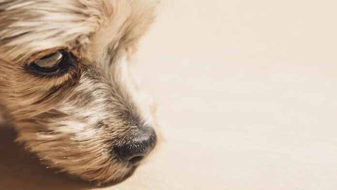 Alerta en Tepetlixpa, Edomex: reportan al menos 18 perritos envenenados, 8 muertos