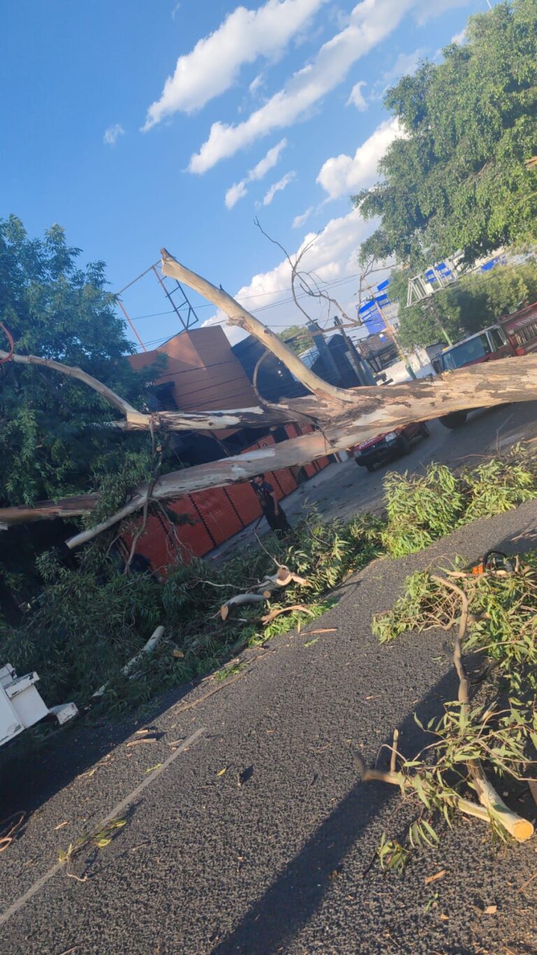 Atiende personal de emergencia de Naucalpan caída de árbol