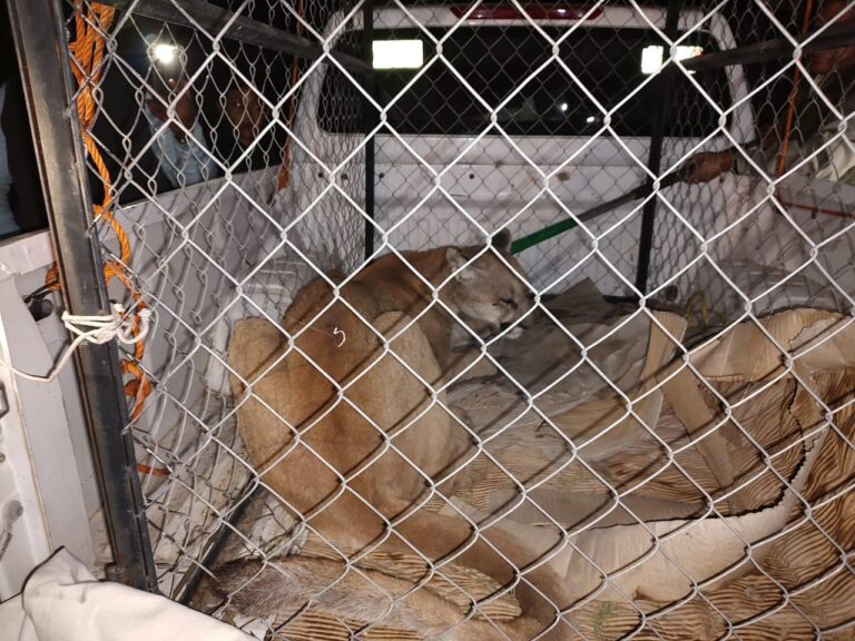 Reubican a puma que atacaba ganado en San Luis Potosí