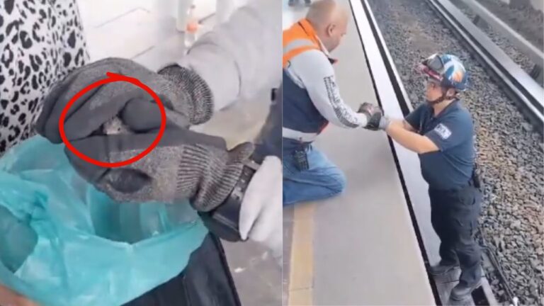 Ave cae a las vías del Metro y detienen el servicio en la Línea B